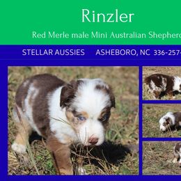 Rinzler - Red merle male Miniature Australian Shepherd puppy in Asheboro, North Carolina from Stellar Aussies