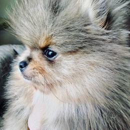 CoCoMo - Chocolate merle male Pomeranian puppy in East Mountain, Texas from Fairchild Fancy Pomeranians and Coachella Pomeranians