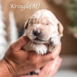 Kringle - Light golden male Golden Retriever puppy in Acton, Maine from Silver Pines Pups
