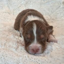 Girl 2 - Red tri-color female Australian Shepherd puppy in Leavenworth, Kansas from Silverbrook Australian Shepherds
