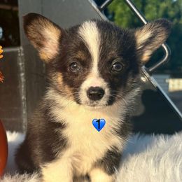 Tri Boy 2 - Black and tan Pembroke Welsh Corgi puppy in Bay Area, California from MJ's Corgis