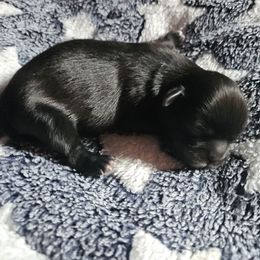 Girl 1 - Black female Shih Tzu puppy in Little Falls, Minnesota from Tough Shih