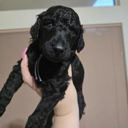 Sapphire - Blue Collar - Black male Poodle puppy in Phoenix, Arizona from Desert Diamond Poodles