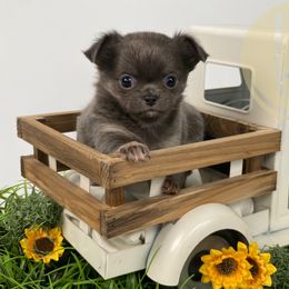 Minnie - Chocolate blue female Chihuahua puppy in North Ridgeville, Ohio from Happy Pups