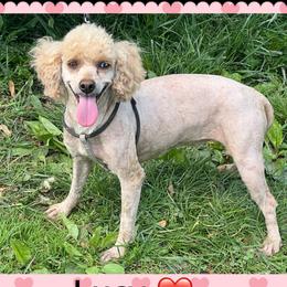 Lucy - Poodle