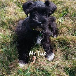 Mr Tux - Black male Miniature Schnauzer puppy in Shoshone, Idaho from Debra Kruse's Miniature Schnauzers