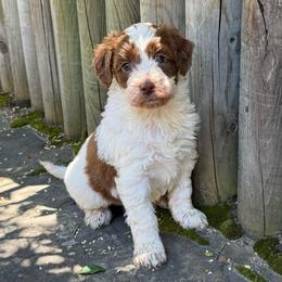 Rosie - Parti female Goldendoodle puppy in Monument, Colorado from Colorado Dreamin Doodles