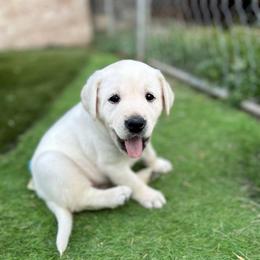 Purple collar - Yellow female Labrador Retriever puppy in Nampa, Idaho from Gem State English Labrador Retrievers