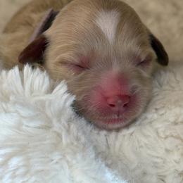 Purple - Red  female Goldendoodle puppy in Boise, Idaho from Goldendoodle Baby