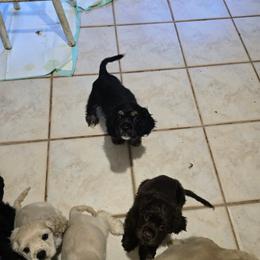 Boy 1 - Black white and tan male Cocker Spaniel puppy in Gainesville, Florida from Lady's Cocker Spaniels