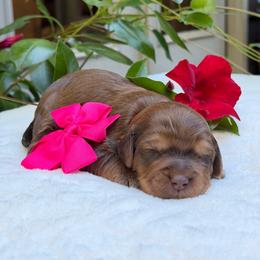 Pink collar Pink collar - Parchment female Australian Labradoodle puppy in Mount Gilead, North Carolina from Tillery Labradoodles