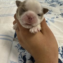 Girl 4 - Lilac female Shih Tzu puppy in Ft Mc Coy, Florida from Everlasting Shih Tzu