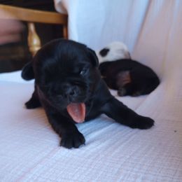 Girl 3 - Black female Pug puppy in Fall Creek, Wisconsin from Heartville Pugs