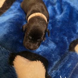 Black Girl 3 - Black female Labrador Retriever puppy in Hebron, Indiana from Farm Creek Retrievers