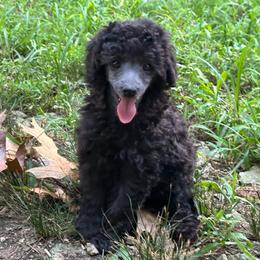 Girl 2 - Silver female Poodle puppy in Cabool, Missouri from Rafter B Farms