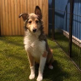 Boy 3 - Sable and white male Shetland Sheepdog puppy in Pensacola, Florida from Nancy Barger's Siberian Huskies