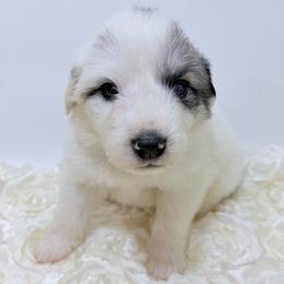 Walter - Blue Collar - White and badger male Great Pyrenees puppy in San Marcos, California from Faith Family Freedom Farm