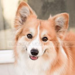 Poppy - Pembroke Welsh Corgi