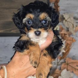 Neptune - Black tri-color male Aussiedoodle puppy in Prescott Valley, Arizona from Ramirez Family Doodles