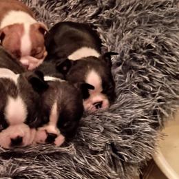 Boston Terrier and French Bulldog Puppies from Reds Studio