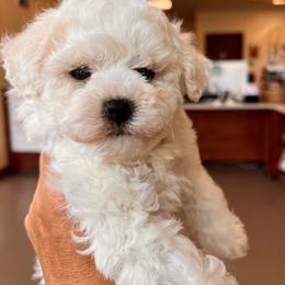 Daifuku - White male Poodle puppy in Hilo, Hawaii from Premium Teacup Puppy of Hawaii