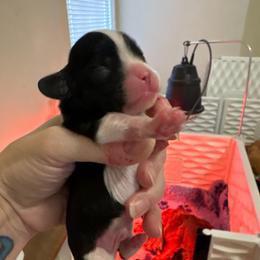 Boy 3 - Black and white male Cavalier King Charles Spaniel puppy in Melbourne, Florida from Majestic Cavaliers of Melbourne FL