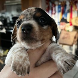 Black tan dapple piebald - Thackery - Dapple male Dachshund puppy in Lady Lake, Florida from Shotzie Doxie Co.