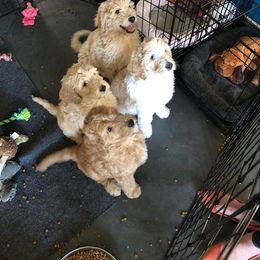 Goldendoodle Puppies from Texas Dapper Doodles