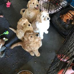 Goldendoodle Puppies from Texas Dapper Doodles