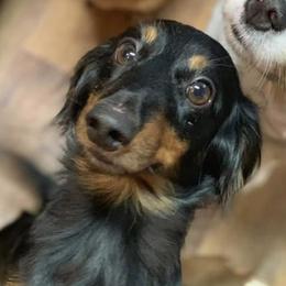 Henry - Dachshund