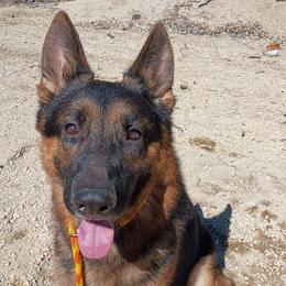Hank - German Shepherd