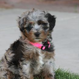 Bernedoodles and Labradoodles from Wild Roots Doodles