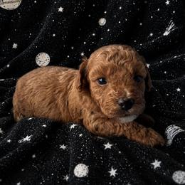 Leia - Red  female Poodle puppy in Mayville, Michigan from Kathy Maize
