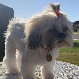 Shih Tzus from Burch Homestead