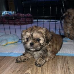 Red gold white and black - Sable male Shih Tzu puppy in Citrus Heights, California from The Lion dog Shih Tzu