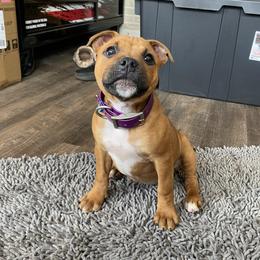 Staffordshire Bull Terrier puppies from TimbreStaff
