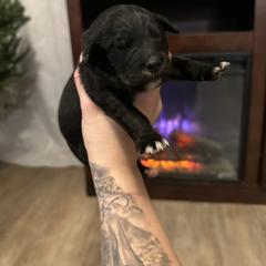 Boy 1 - male Golden Mountain Dog puppy in Montrose, Michigan from Spraggins Sweet Acres