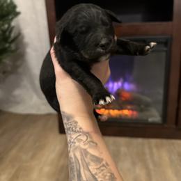 Boy 1 - male Golden Mountain Dog puppy in Montrose, Michigan from Spraggins Sweet Acres