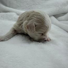 Boy 3 - Cream male Maltipoo puppy in Denair, California from 209PuppiesCaliforniaMaltipoo