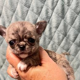 AKC brindle girl - Fawn brindled black female Chihuahua puppy in Orlando, Florida from iLuvChihuahuas