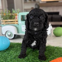 Green collar - Black and white male Cavapoo puppy in Indiahoma, Oklahoma from Farm Fresh Doodles