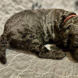 Boy 2 - Poodle puppy in Appleton, Wisconsin from Aspenwood Standard Poodles