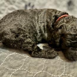 Boy 2 - Poodle puppy in Appleton, Wisconsin from Aspenwood Standard Poodles