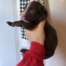 Male 1. - Red male Border Collie puppy in Asheboro, North Carolina from Coble Kennels