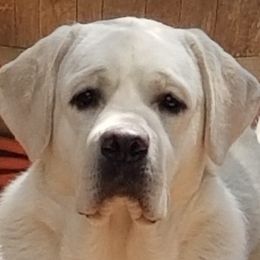 Beagles, Dachshunds, and Labrador Retrievers from Jackpot Farms