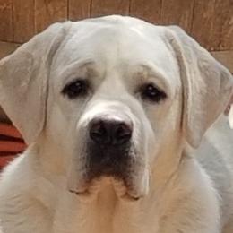 Beagles, Dachshunds, and Labrador Retrievers from Jackpot Farms