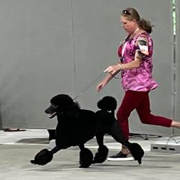 Lycan - Poodle