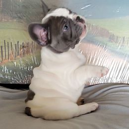 French Bulldog Puppies from BeYardCore Bullies