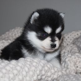Kia MICRO MICRO - Black and white female Pomsky puppy in Apple Creek, Ohio from Kathryn Troyer