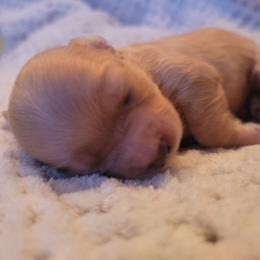 Havapoo Puppies from Little Wyo Doodles